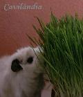 Grass