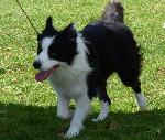 Cães