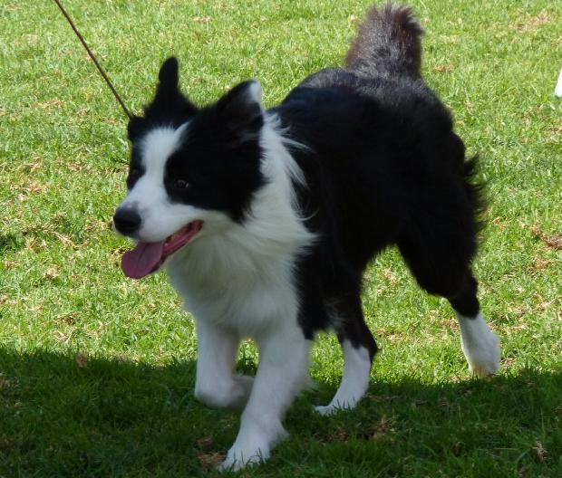 Border Collie