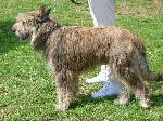 Cães