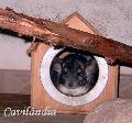 Chinchila