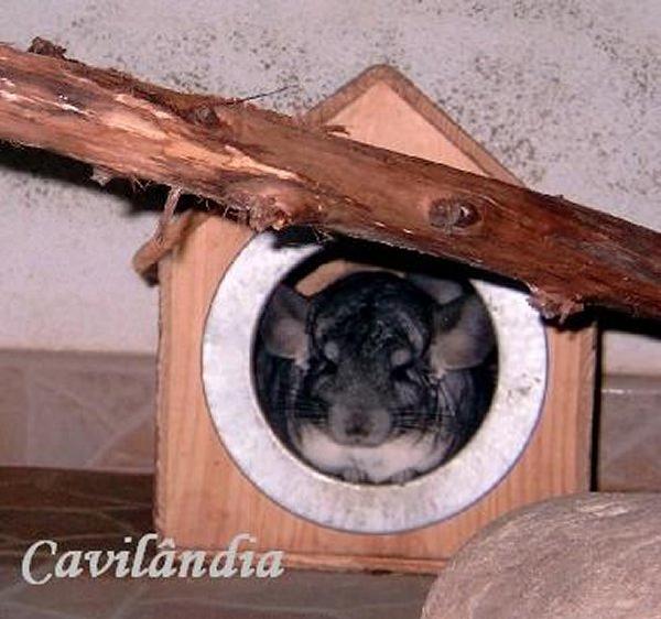 Chinchila