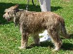Cães