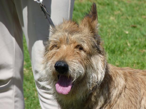 Cão de Pastor da Picardia