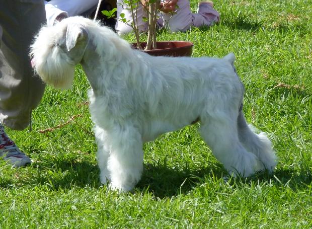 Schnauzer Miniatura Branco
