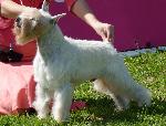 Cães