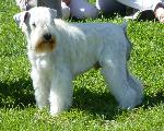 Cães