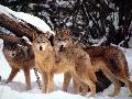 Lobos