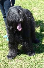 Cães