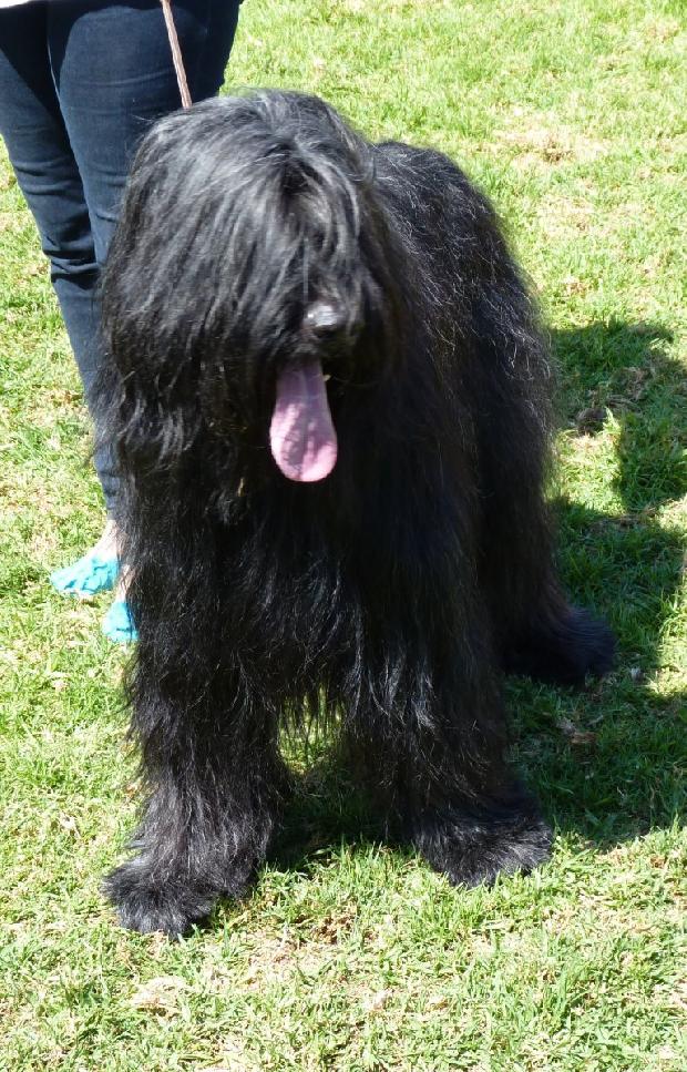 Cão de Pastor de Brie