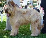 Cães