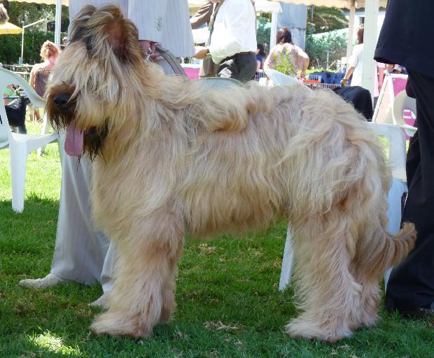 Cão de Pastor de Brie