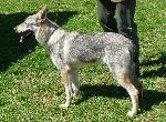 Cães