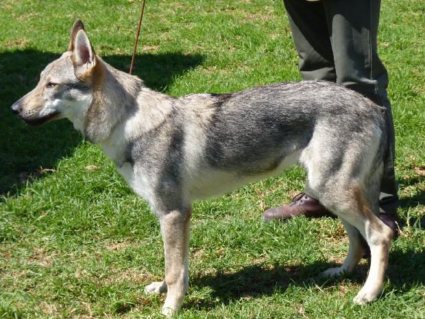 Cão Lobo Checoslovaco