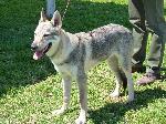 Cães