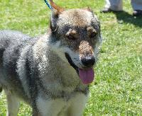 Criadores de cães Lobo Checoslovaco