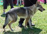 Cães