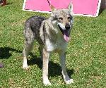 Cães