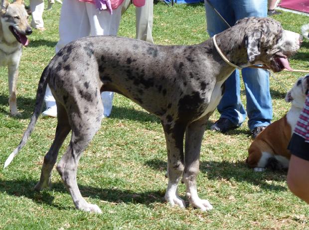 Dogue Alemão