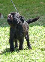 Cães