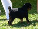 Cães