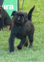 Cães