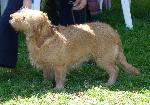 Cães