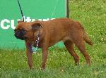 Cães