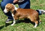 Cães