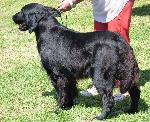 Cães