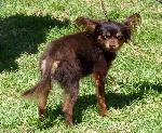 Cães