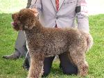 Cães