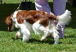 Cães