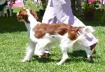 Cães