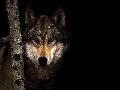 Lobo