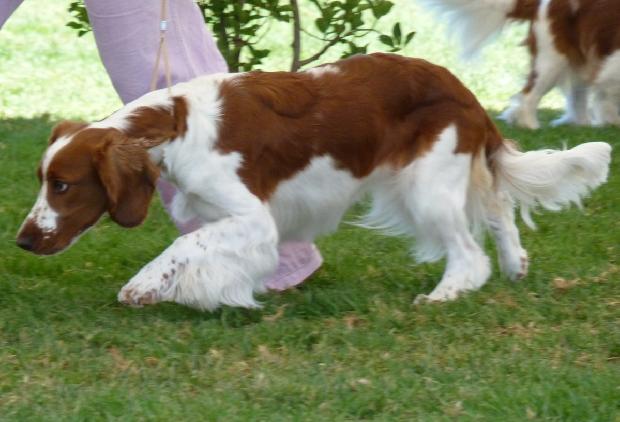 Welsh Springer Spaniel