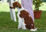 Cães