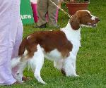 Cães