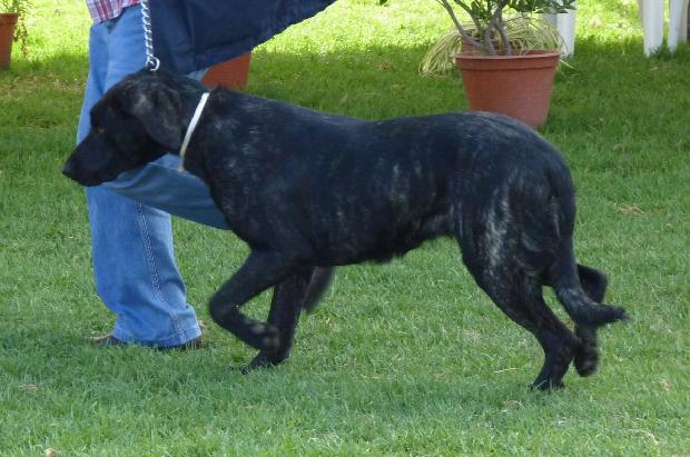 Cão de Castro Laboreiro