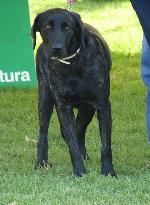 Cães