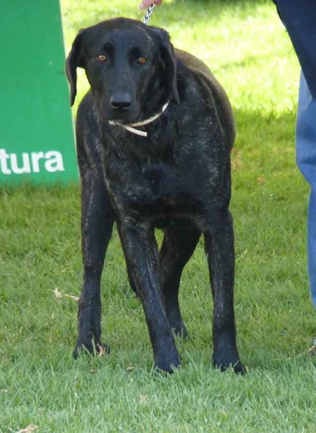 Cão de Castro Laboreiro