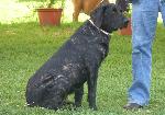 Cães
