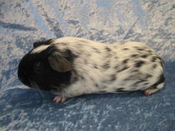 Dalmata