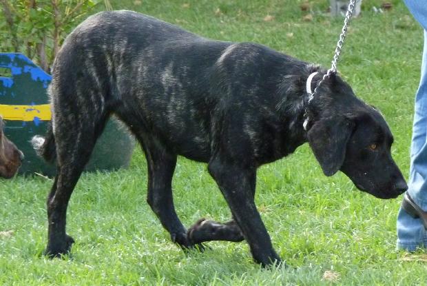 Cão de Castro Laboreiro