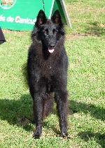 Cães