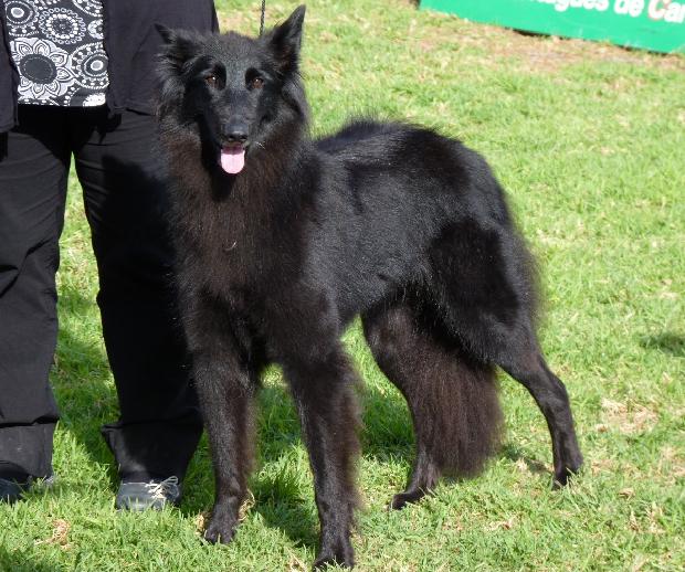 Cão de Pastor Belga Groenendael