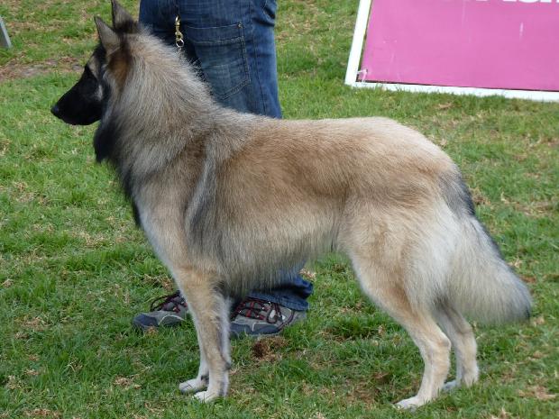 Cão de Pastor Belga Tervueren