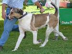 Cães