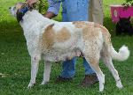Cães