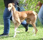 Cães